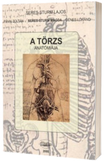 A torzs anatomiaja