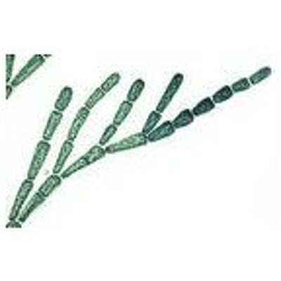 ALGE. Set de 25 sectiuni microscopice