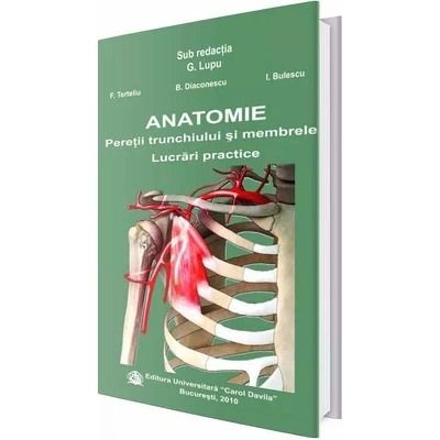 Anatomie. Peretii trunchiului si membrele