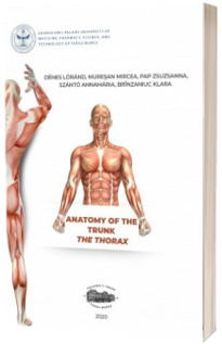 Anatomy of the trunk. The thorax