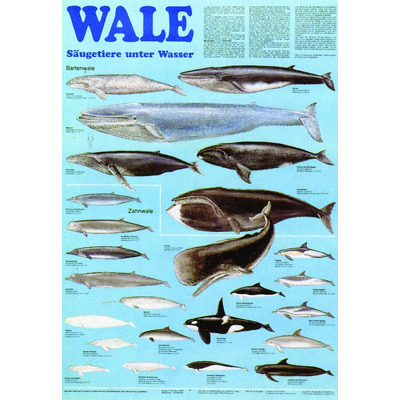 Balene, mamifere subacvatice