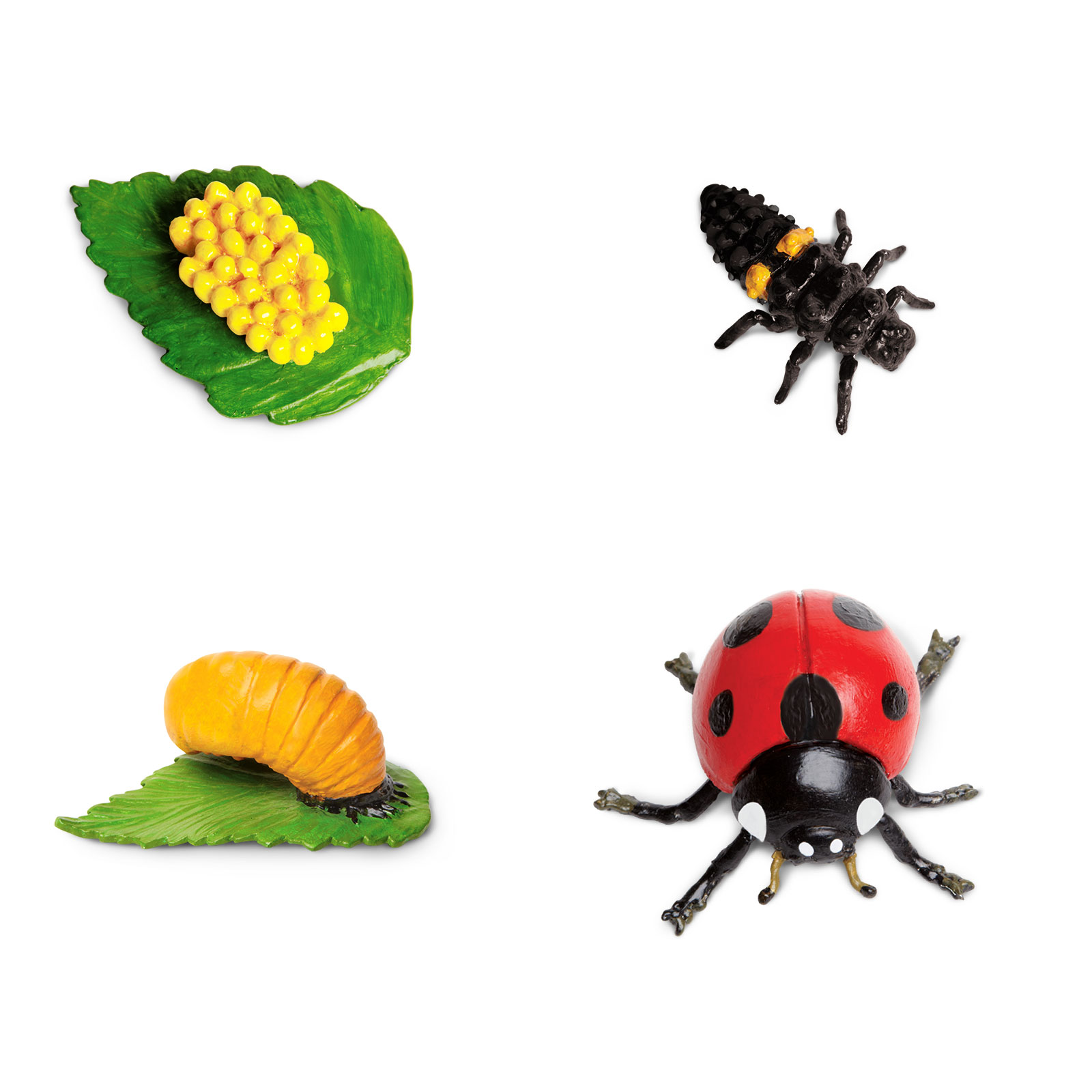 Ciclul vietii la buburuza set 4 figurine educative