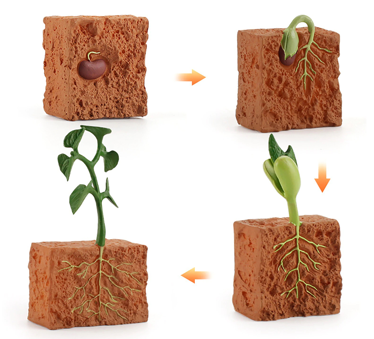 Ciclul vietii la planta de fasole set 4 figurine educative