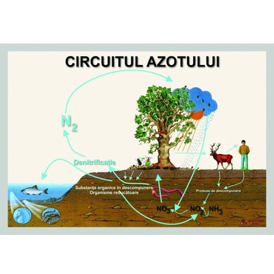 Circuitul azotului