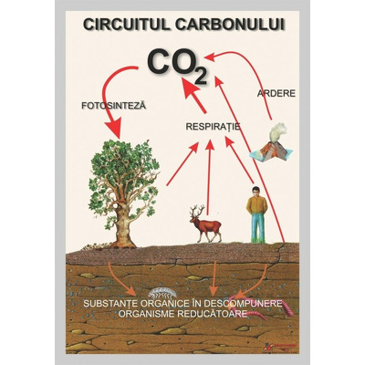 Circuitul carbonului
