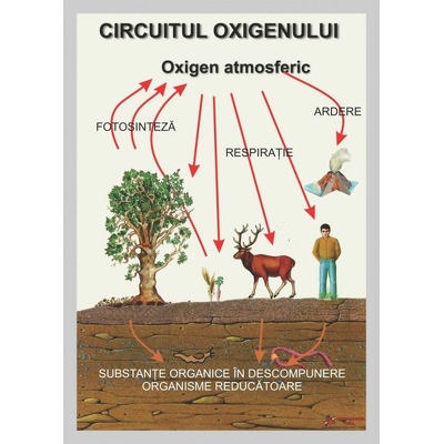 Circuitul oxigenului