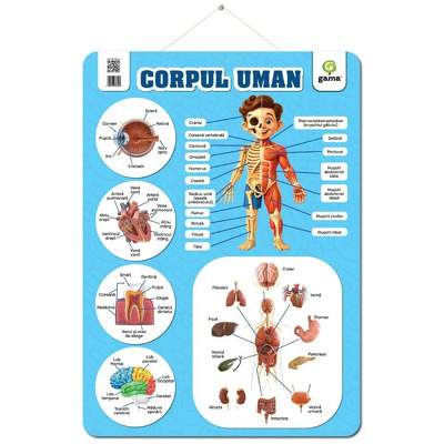 Corpul uman Corpul uman