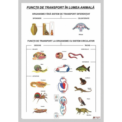 Functii de transport in lumea animala