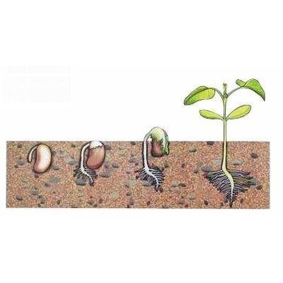 Germinatia fasolei