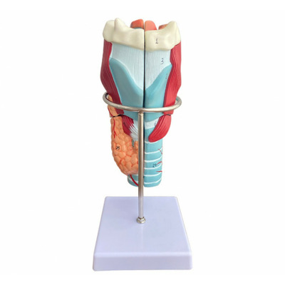 Laringe - model anatomic demontabil in 5 piese