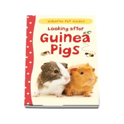 Looking after guinea pigs