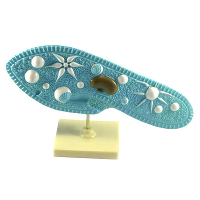 Model parameciul