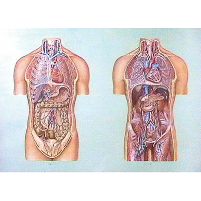Organele cavitatii toracice si abdominale I. Fara sipci
