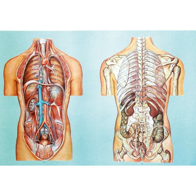 Organele cavitatii toracice si abdominale II. Fara sipci