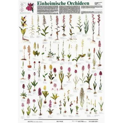 Orhidee