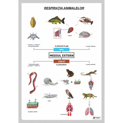 Respiratia animalelor