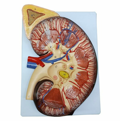 Rinichiul si glanda suprarenala