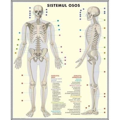 Schelet - Sistemul muscular. Plansa DUO.