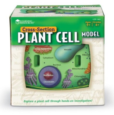 Sectiunea celulei plantei