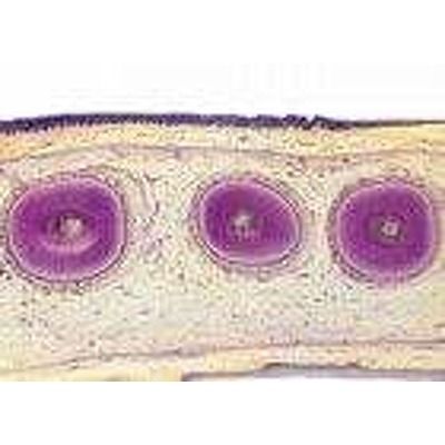 Sectiuni microscopice Sistemul digestiv