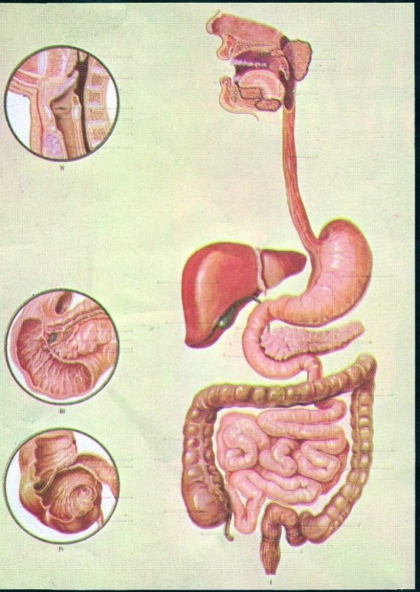 Sistemul digestiv. Fara sipci