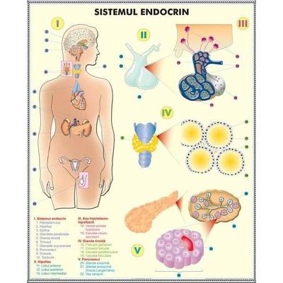 Sistemul endocrin - Sistemul digestiv. Plansa DUO.