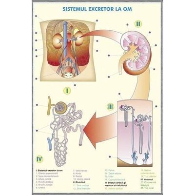 Sistemul excretor la om - Sistemul excretor la animale. Plansa DUO.