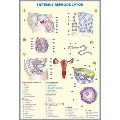 Sistemul reproducator la om - Sistemul reproducator la animale. Plansa DUO.