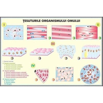Tesuturile umane - Nivele de organizare a organismului uman. Plansa DUO.